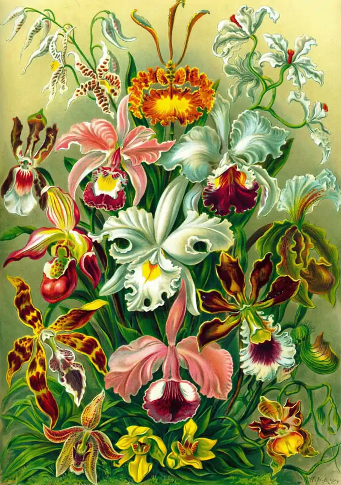 Ernst Haeckel Orchid puzzle (1000 darab) termékfotó