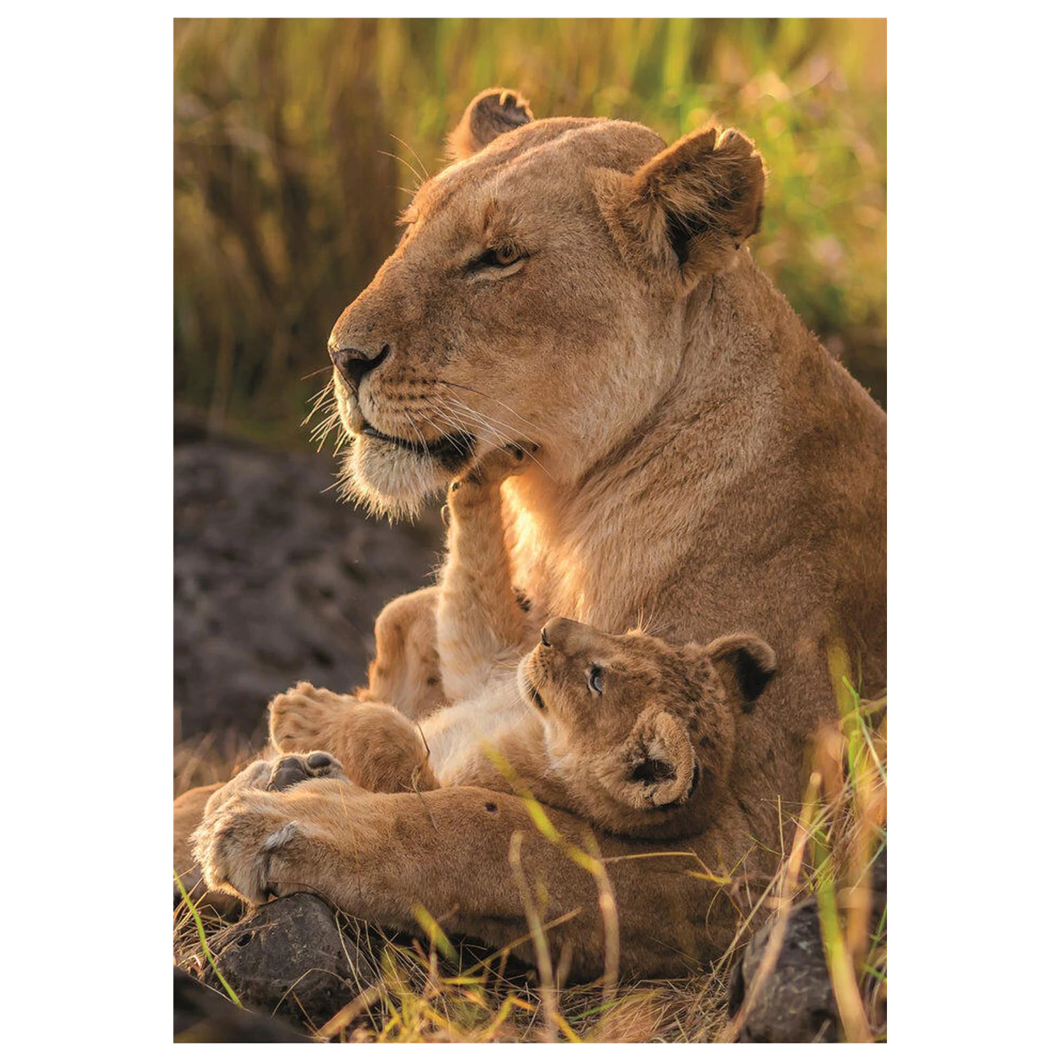 Feline Love puzzle 500db-os termékfotó