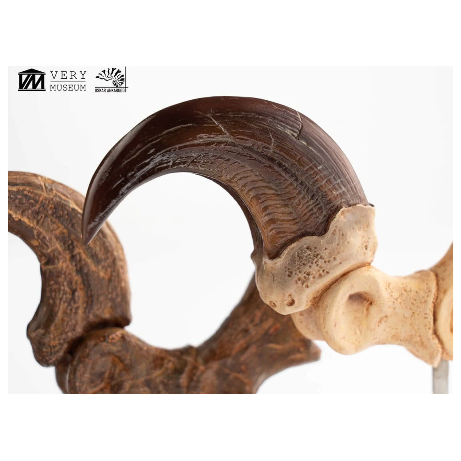 Jurassic Park ECC Elite Creature Line Velociraptor Foot Claw and Fossil Claw Set szobor figura 20 cm termékfotó