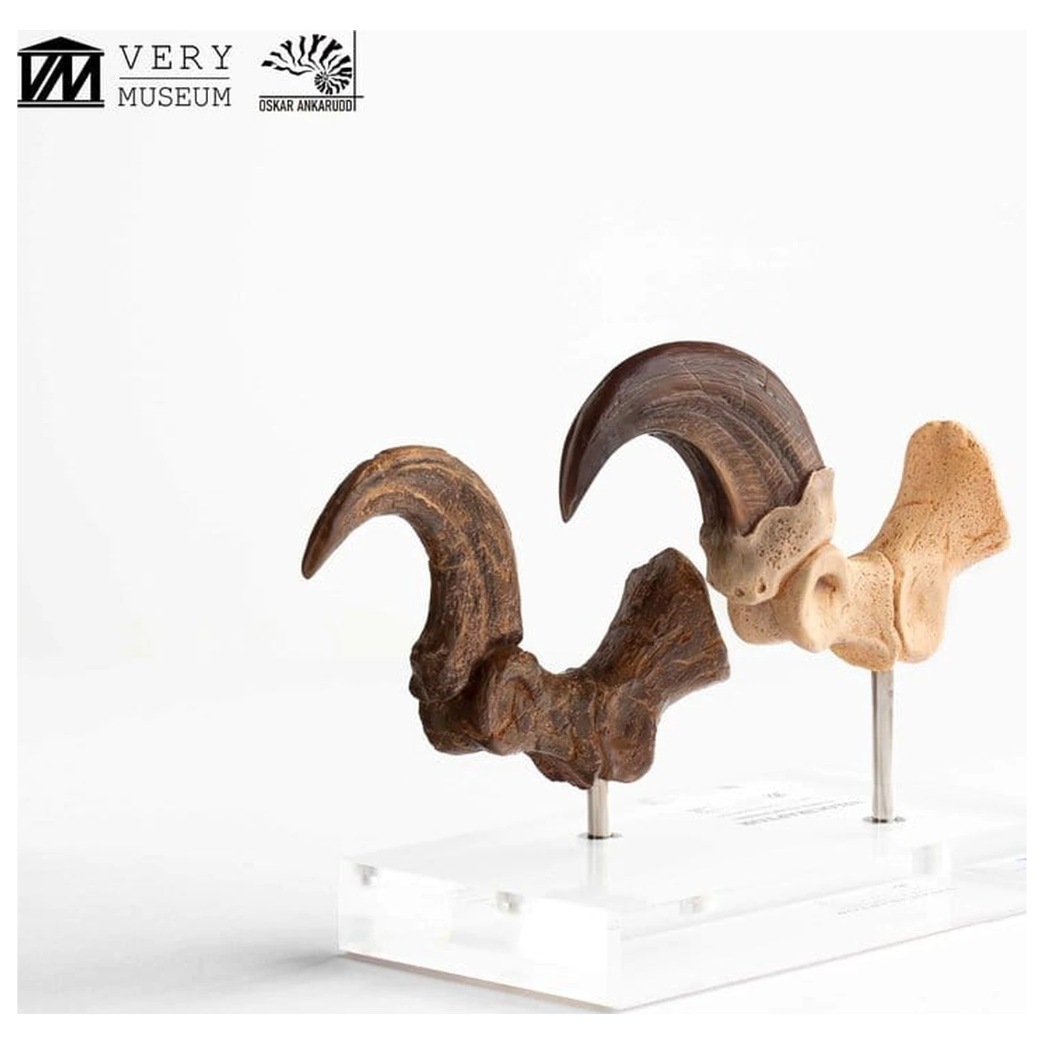 Jurassic Park ECC Elite Creature Line Velociraptor Foot Claw and Fossil Claw Set szobor figura 20 cm termékfotó