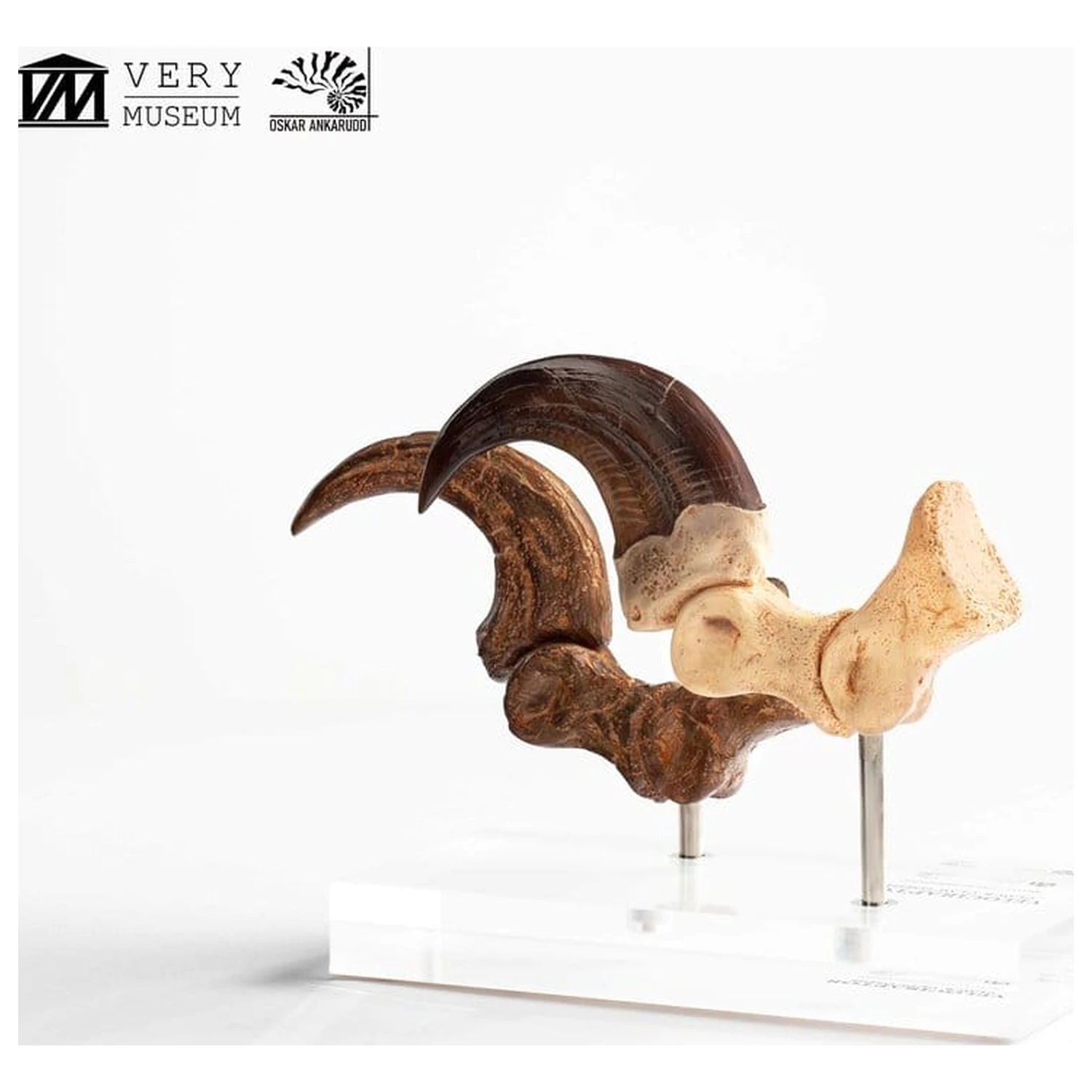 Jurassic Park ECC Elite Creature Line Velociraptor Foot Claw and Fossil Claw Set szobor figura 20 cm termékfotó