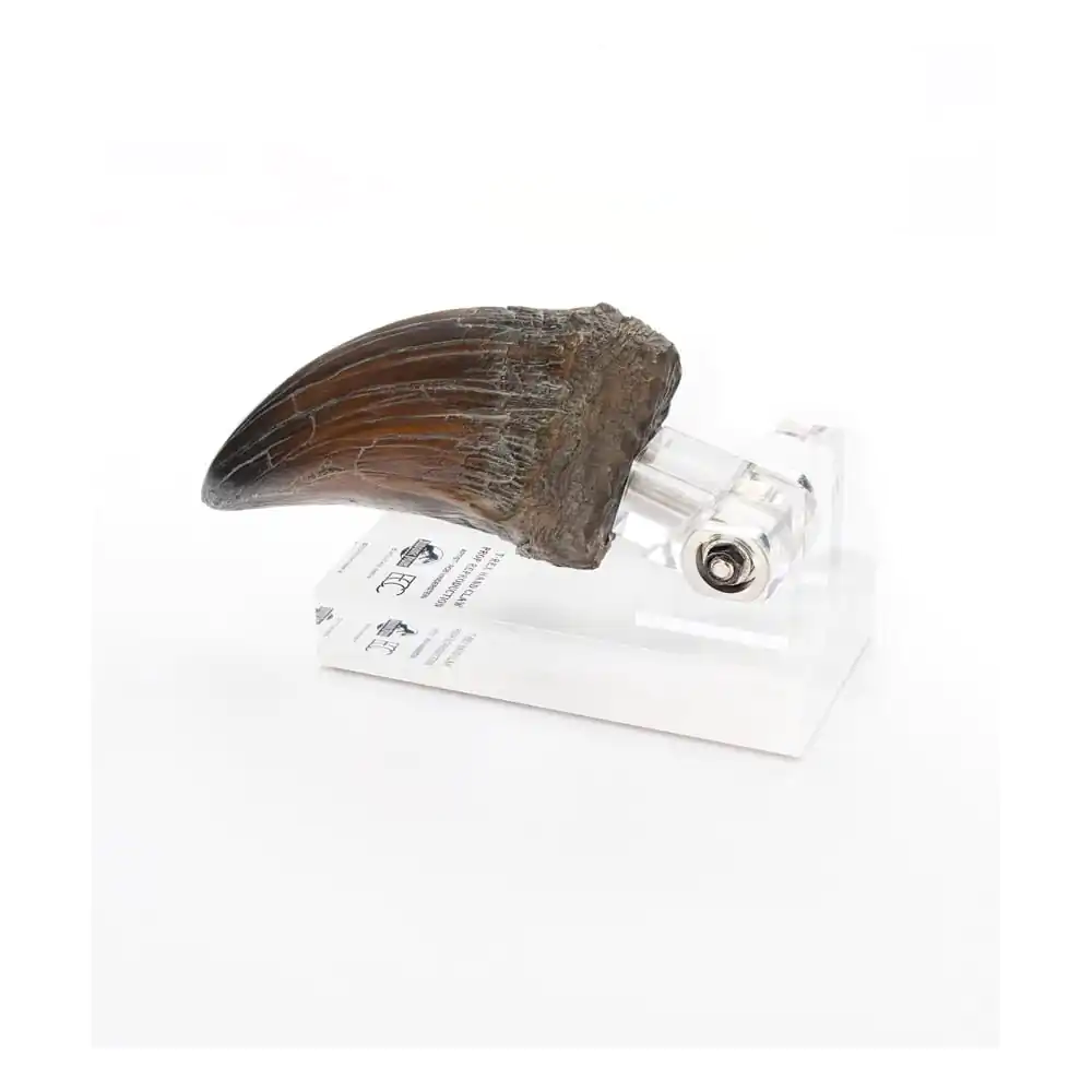 Jurassic Park T-Rex Hand Claw szobor figura 13 cm termékfotó