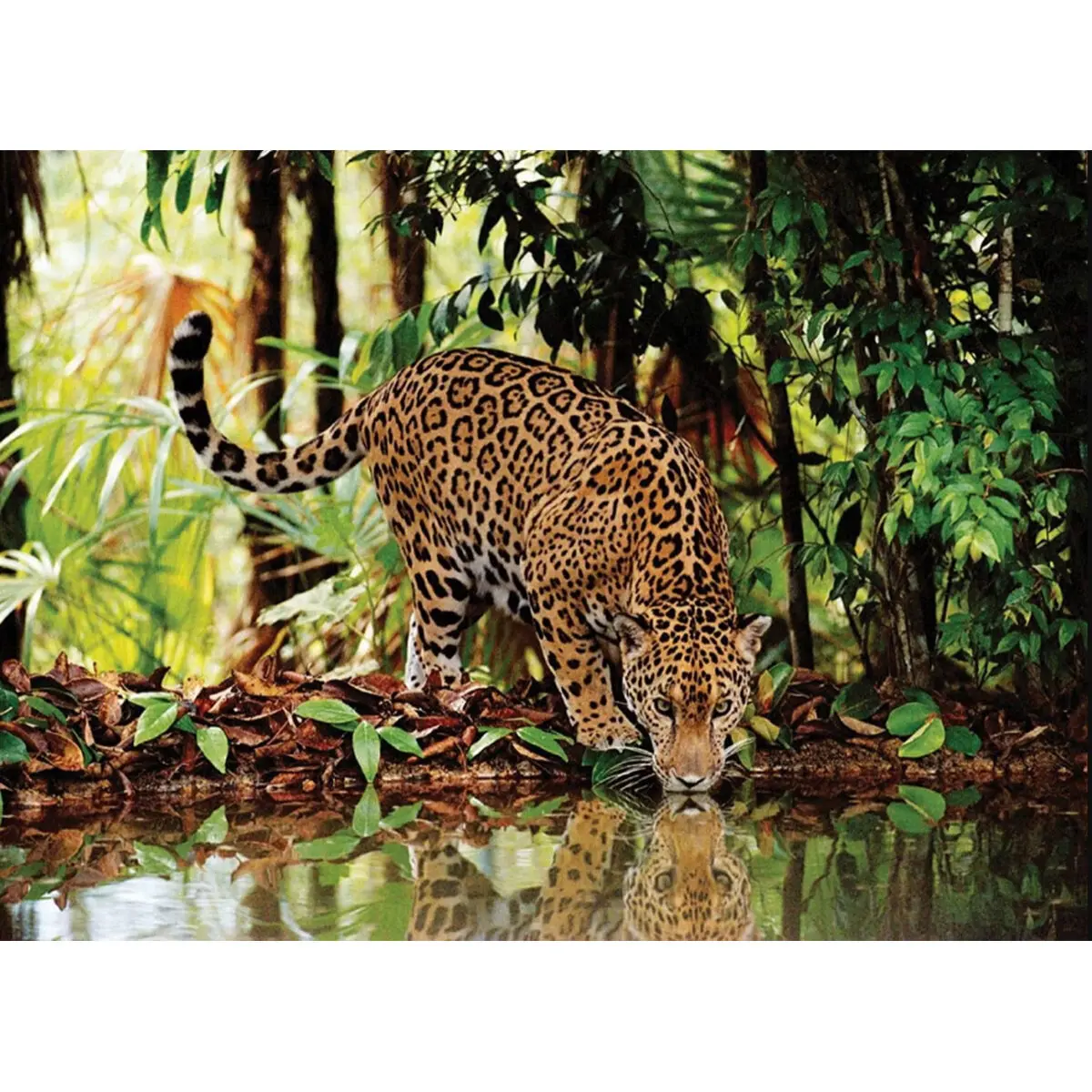 Leopard puzzle 2000db-os termékfotó