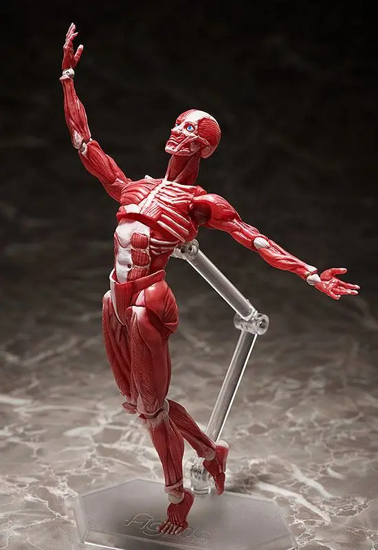 Original Character Figma Human Anatomical Model akciófigura 15 cm termékfotó