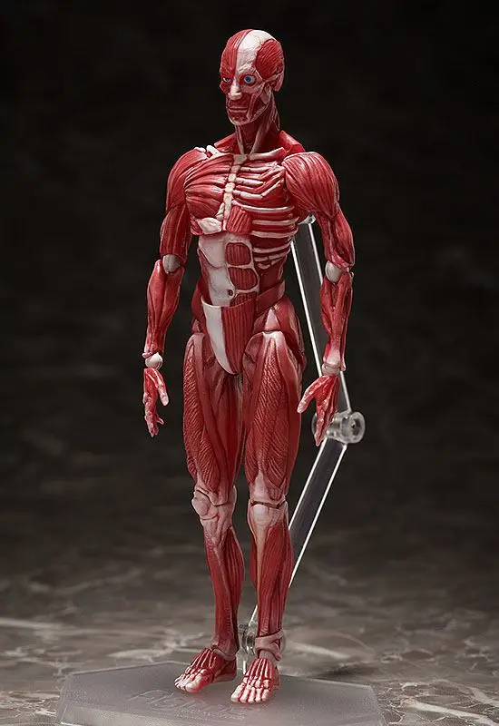 Original Character Figma Human Anatomical Model akciófigura 15 cm termékfotó