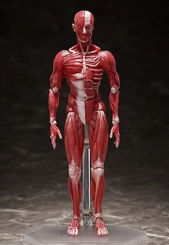 Original Character Figma Human Anatomical Model akciófigura 15 cm termékfotó