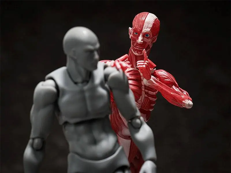 Original Character Figma Human Anatomical Model akciófigura 15 cm termékfotó