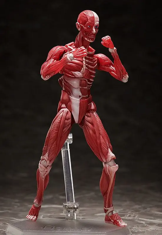 Original Character Figma Human Anatomical Model akciófigura 15 cm termékfotó