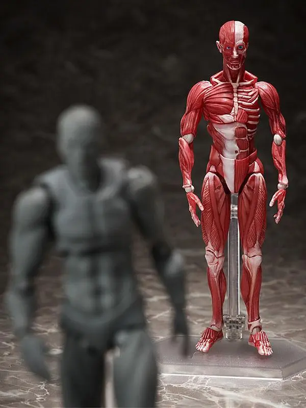 Original Character Figma Human Anatomical Model akciófigura 15 cm termékfotó
