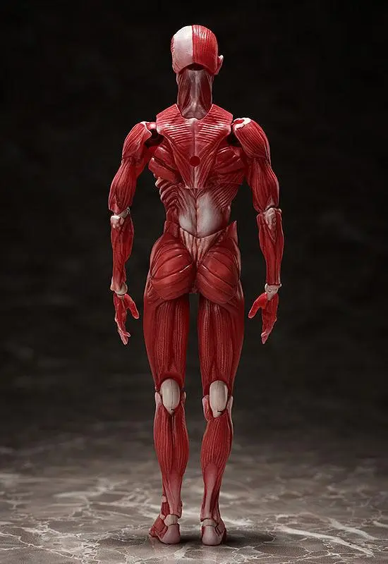 Original Character Figma Human Anatomical Model akciófigura 15 cm termékfotó