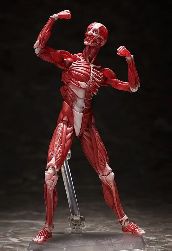 Original Character Figma Human Anatomical Model akciófigura 15 cm termékfotó