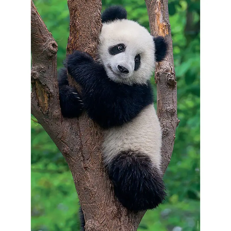 Panda &amp; Koala puzzle 2x500db-os termékfotó