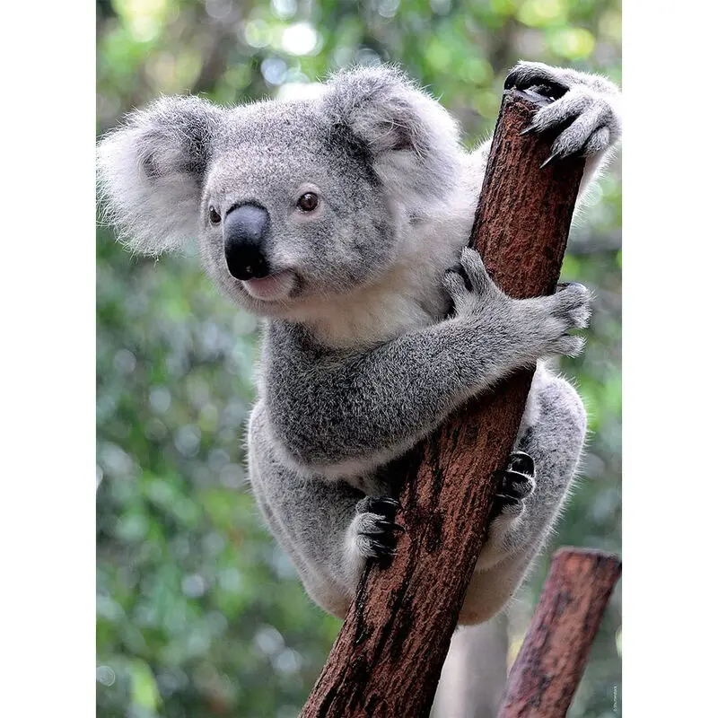 Panda &amp; Koala puzzle 2x500db-os termékfotó