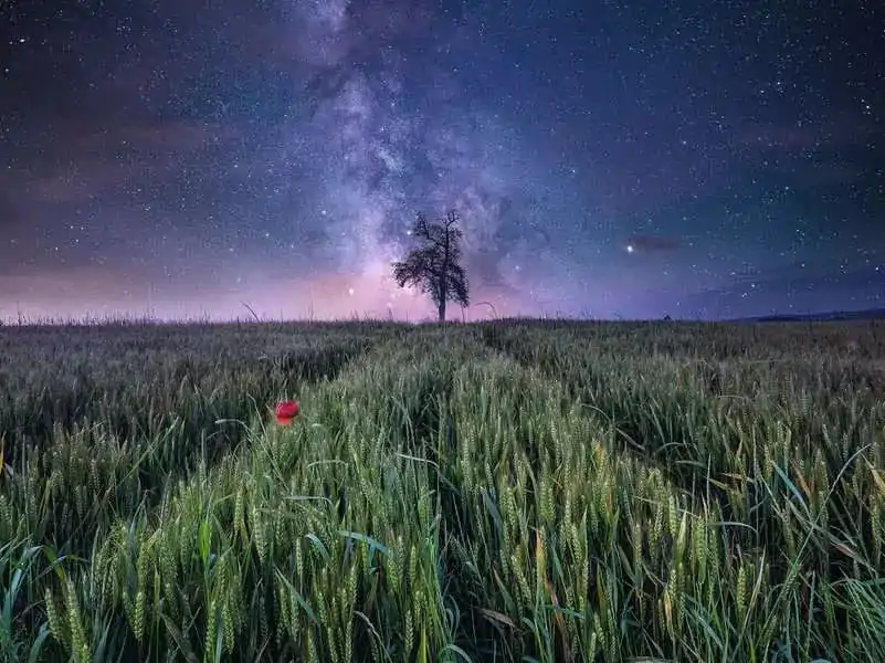 Power of Nature Night sky over the cornfield puzzle (1500 darab) termékfotó