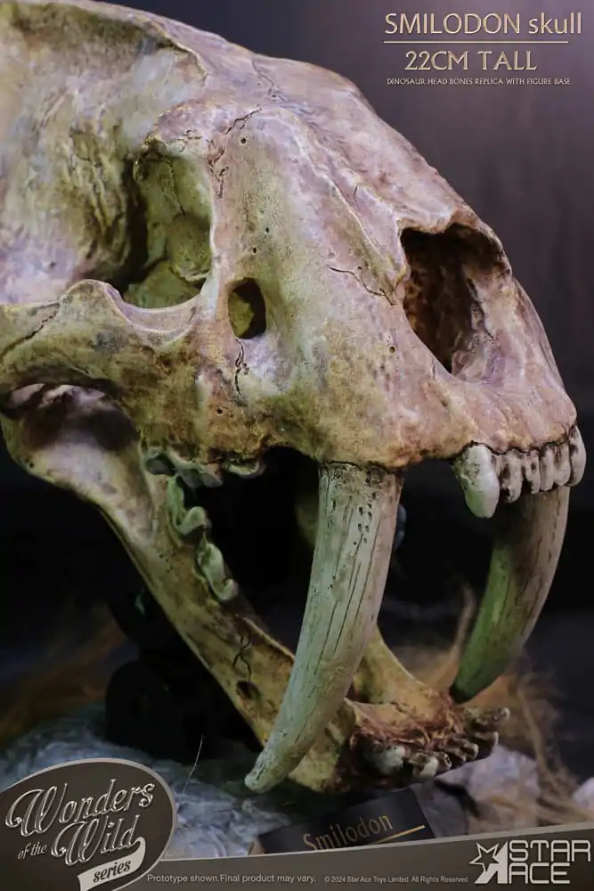 Wonders of the Wild Series Smilodon Skull Fossil szobor figura 22 cm termékfotó