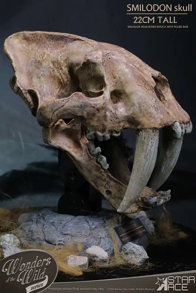 Wonders of the Wild Series Smilodon Skull Fossil szobor figura 22 cm termékfotó