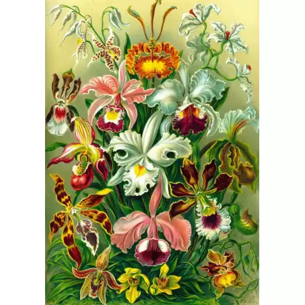 Ernst Haeckel Orchid puzzle (1000 darab) termékfotója