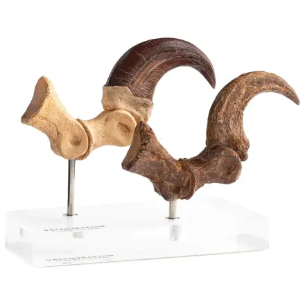 Jurassic Park ECC Elite Creature Line Velociraptor Foot Claw and Fossil Claw Set szobor figura 20 cm termékfotó