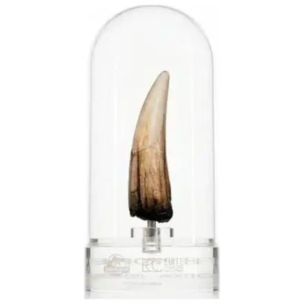 Jurassic Park III Prop replika 1/1 Spinosaurus Tooth 14 cm termékfotó