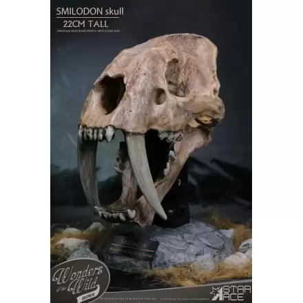 Wonders of the Wild Series Smilodon Skull Fossil szobor figura 22 cm termékfotója